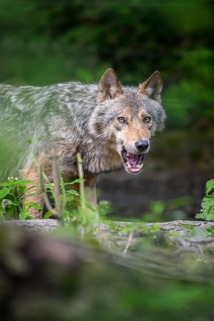 夏の光の中、森の中の灰色のオオカミ、Canislupus。自然の生息地のオオカミ