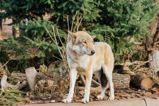 Gray wolf in the zoo, wild animal