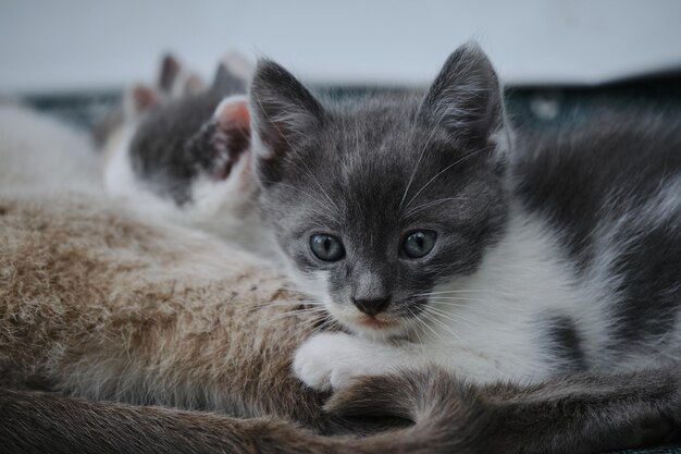 gray young cat looks with big eyes at a closeup portrait