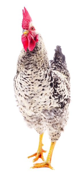 Gray young rooster isolated on white background.