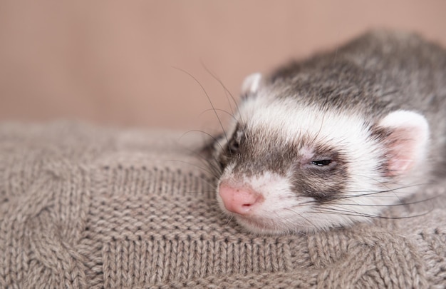 Greyblack sable ferret concetto di furetto domestico concetto esotico di cura degli animali domestici isolato su sfondo