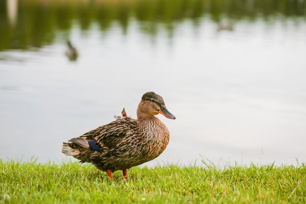 Graybrown duck resting on a green meadow by the lake against the backdrop of a beautiful landscape