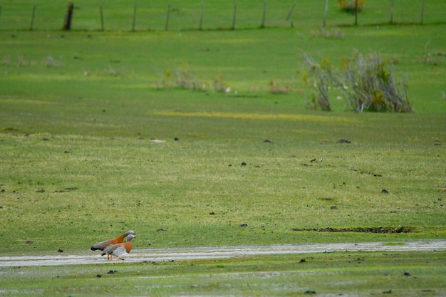 The grayheaded goose or king goose is a species of anseriform bird of the anatidae family