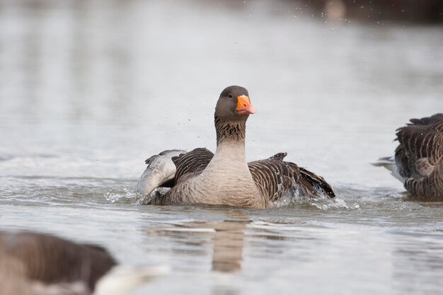 Photo graylag geese swimming in river