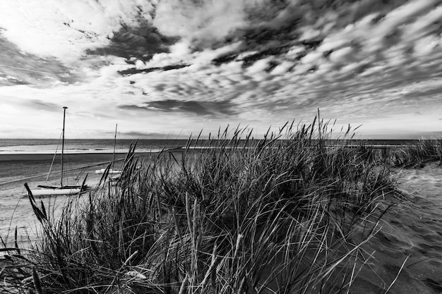Grayscale shot of sandy path with surrounding greenery under the clear sky in Borkum, Germany