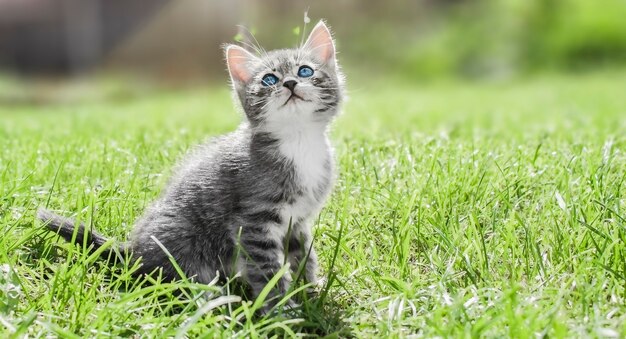 A graywhite kitten sits on the grass on a sunny day