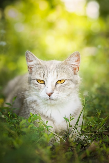 A graywhite kitten with stripes lies in the grass on a sunny day