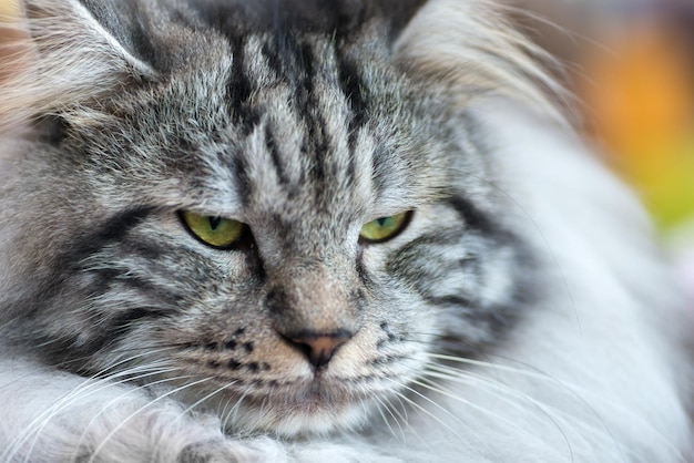 Graywhite Kurilian Bobtail cat