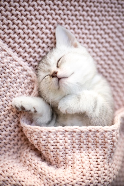 A graywhite striped kitten of the british breed sleeps on a
knitted pink plaid pets lifestyle tenderness