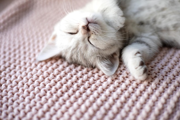 A graywhite striped kitten of the British breed sleeps on a knitted pink plaid Pets Lifestyle Tenderness