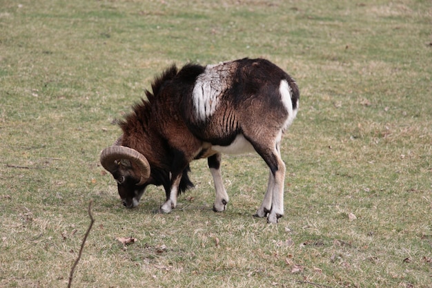 Grazen van dieren op grasvelden