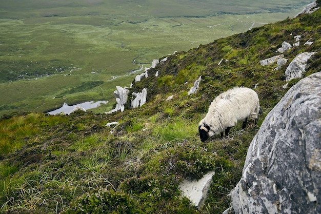 Grazend schip op de heuvel bedekt met rotsen en gras in Connemara National Park, Ierland