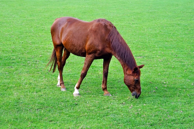 Grazende bruine paard op het groene veld. Het bruine paard weiden gebonden op een gebied. Paard dat in het groene weiland eet.