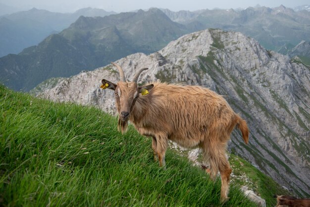 Grazende geiten in de Menna-bergen