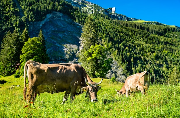 Grazende koeien bij Obersee in de Zwitserse Alpen