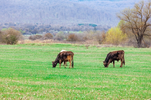 Grazende koeien op de weide in de natuur, landbouw. Georgië