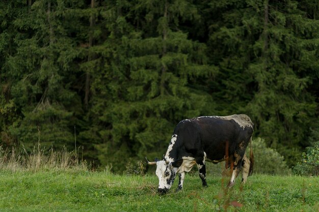 Grazende koeien. zwart-witte koe grazen op weide in de bergen. Vee op een weiland