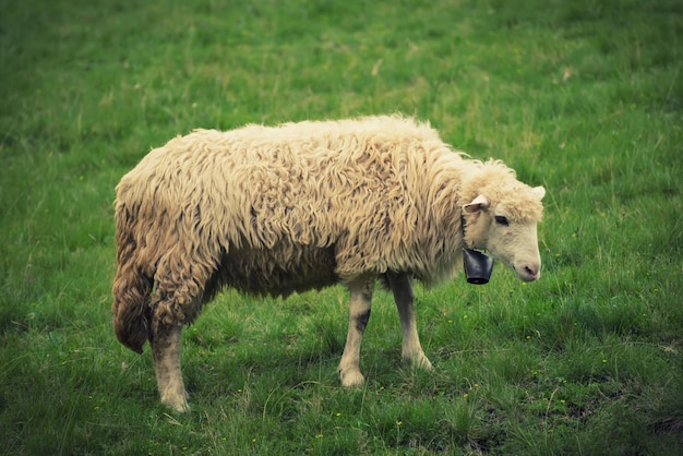 Grazende witte schapen