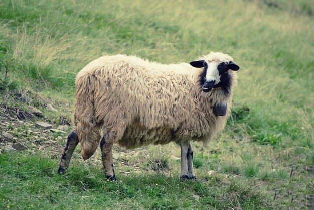 Grazende witte schapen