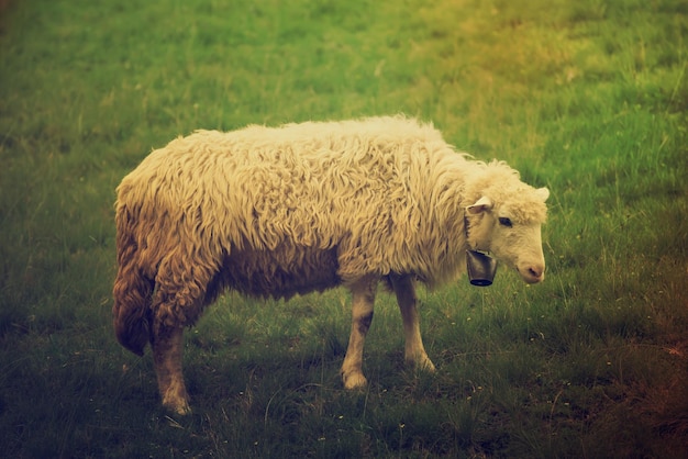 Grazende witte schapen