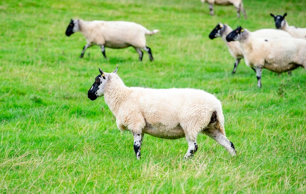 The grazing big sheep on the big green meadow on sunny day