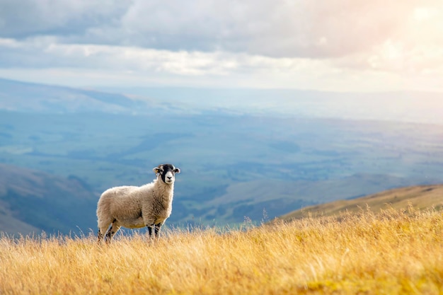 The grazing big sheep on the meadow against mountains and hills in Lake District on cloudy day