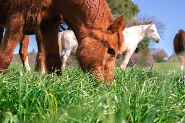 Grazing brown old horse without an eye in green grass paddock during spring next to wild horses