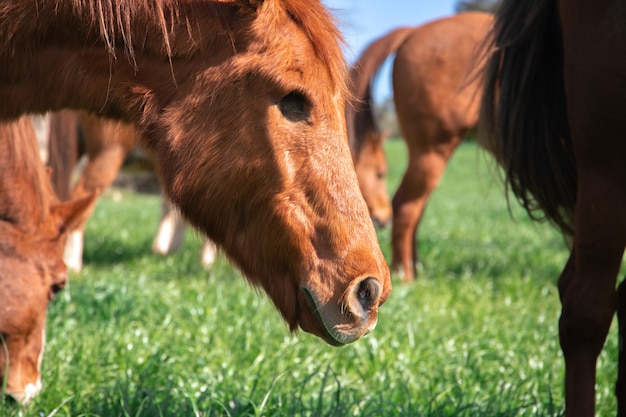 春に野生の馬の横にある緑の草のパドックで目がない茶色の古い馬を放牧