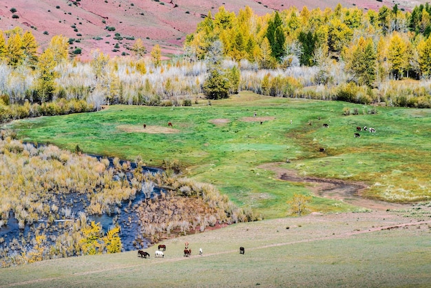 Grazing cattle horses and cows in the valley of the Kyzylshin river Altai Republic Russia