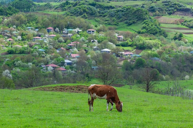 Grazing cow on pasture in nature, agriculture