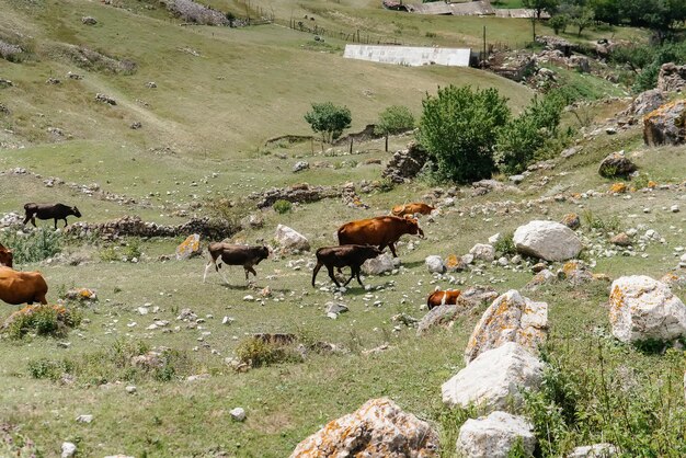 Grazing cows on beautiful high-altitude pastures. Agricultural industry.