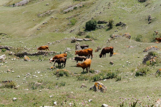 Grazing cows on beautiful high-altitude pastures. Agricultural industry.