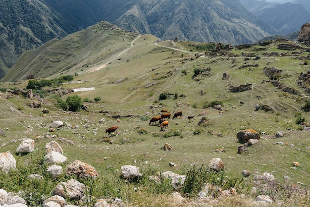 Grazing cows on beautiful high-altitude pastures