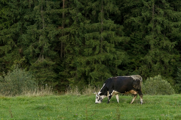 Grazing cows. black and white cow grazing on meadow in mountains. Cattle on a pasture