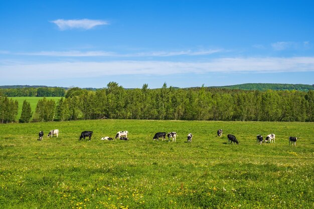 写真 夏の風景で野花がいている牧場で放牧している牛