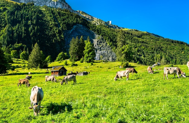 Grazing cows at Obersee in the Swiss Alps