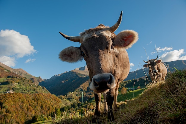 Grazing cows