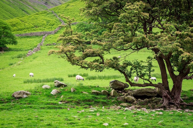 Grazing flock of sheeps near big tree UK