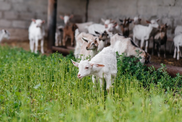 Al pascolo un gregge di capre e pecore all'aria aperta nel ranch.