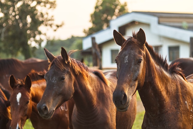 Grazing herd of horses in meadow