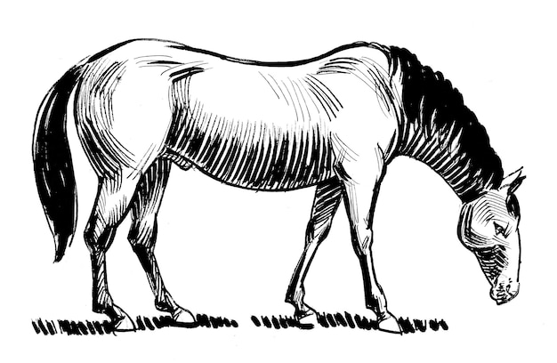 Grazing horse Ink black and white drawing