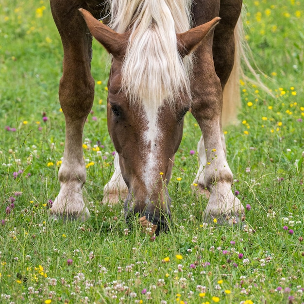 写真 牧草の馬