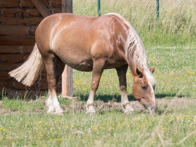 Photo grazing horse