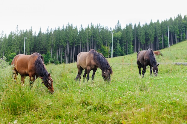 Grazing horses on the hillside