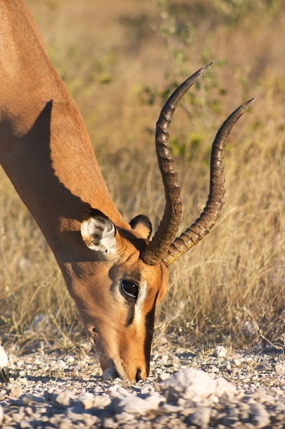 Photo grazing impala