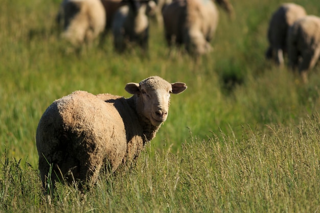 Grazing Sheep in Grass