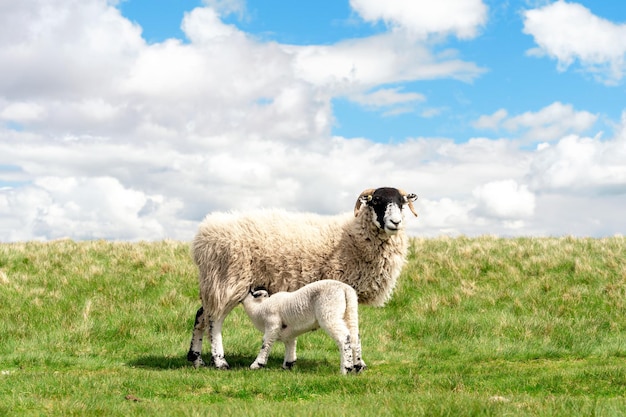 Photo the grazing sheep and lamb on the meadow in peak district against the blue sky