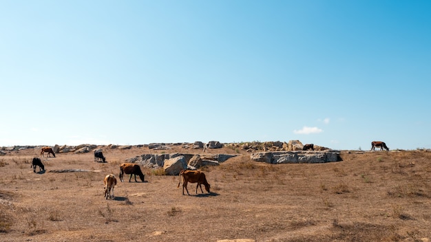 Grazing skinny cows on top of a mountain