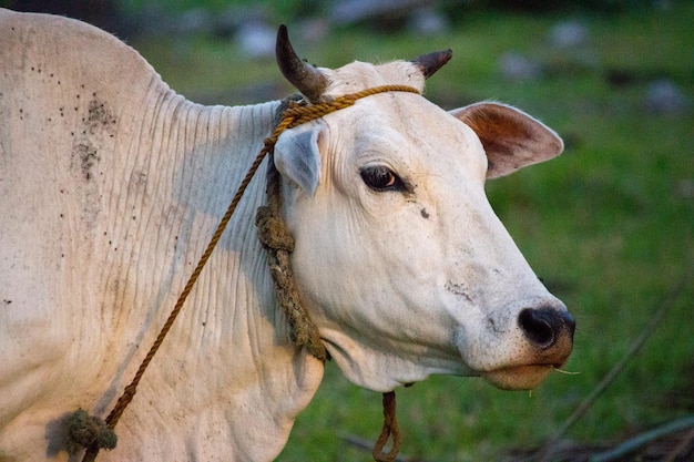 사육 하는  ⁇  소 가축 농장 성스러운 동물 가축 개념 열대 초원 에 있는 소