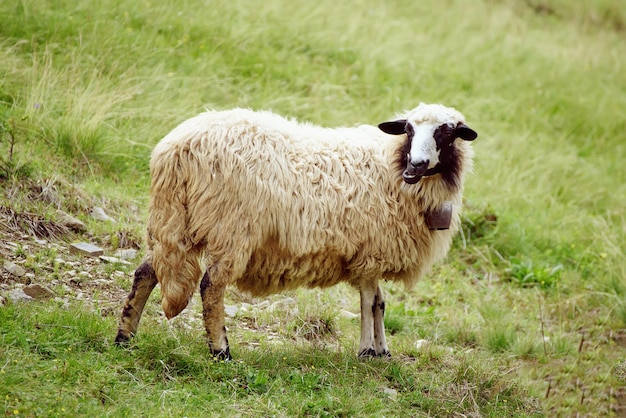 Grazing white sheep